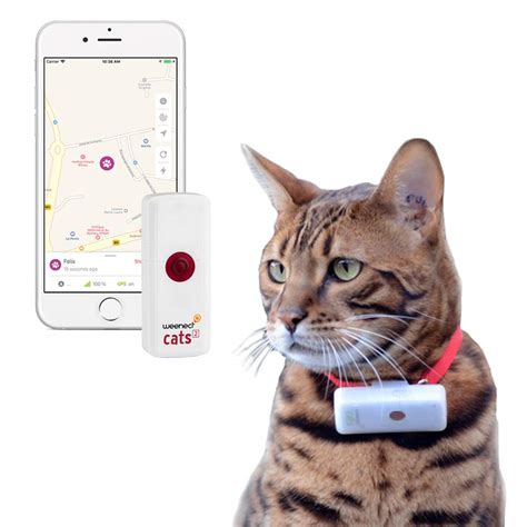 rfid chip katze|weenect gps chip for cats.